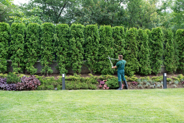 Best Tree Health Inspection  in Wheaton, MD