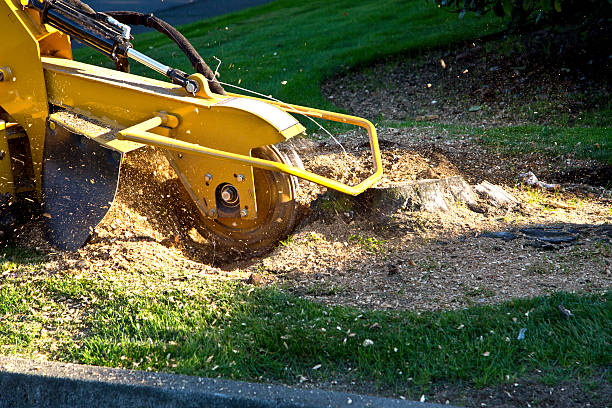 How Our Tree Care Process Works  in  Wheaton, MD