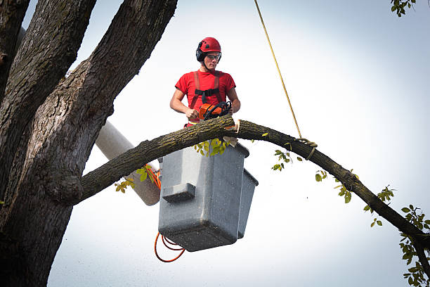 Best Aeration Services  in Wheaton, MD