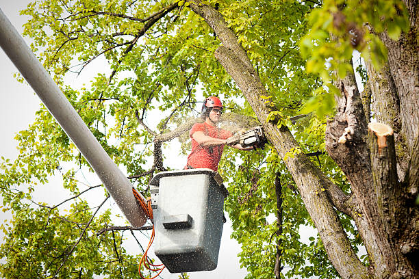 Best Commercial Tree Services  in Wheaton, MD