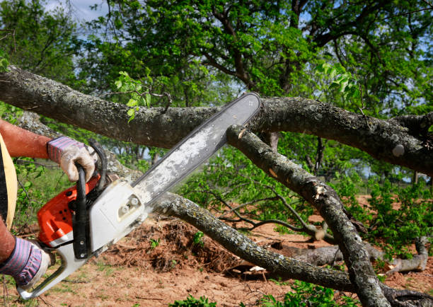 Best Utility Line Clearance  in Wheaton, MD